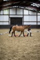 /album/reitabzeichen/dsc-0549-1-jpg/